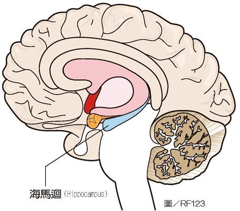 海馬迴再生|大腦萎縮26歲就開始！瑞典腦科學實證：讓海馬迴持續。